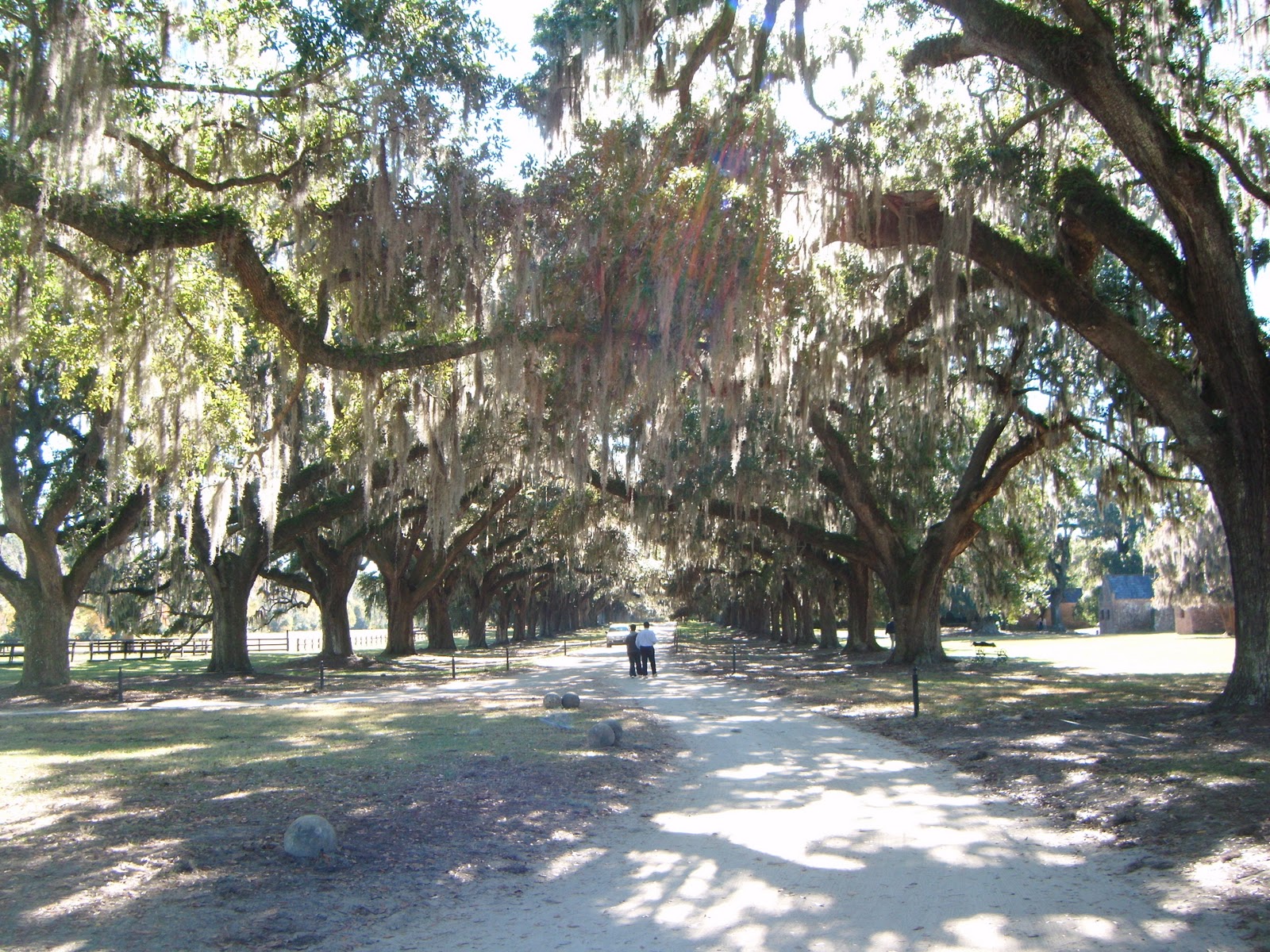 Chasing Charleston Boone Hall Plantation