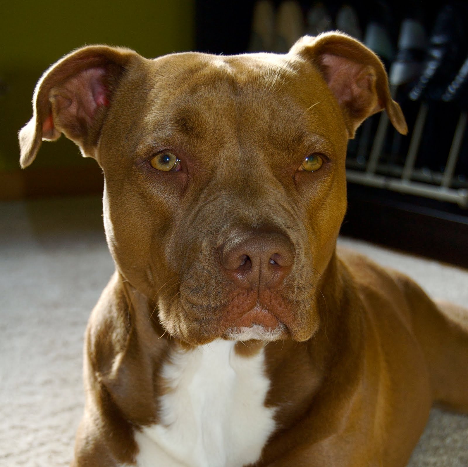 [Shasta+2+años.jpg]