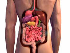 órgãos do corpo humano
