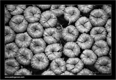 [IMG_0628+Escobas+Guano+b.jpg]