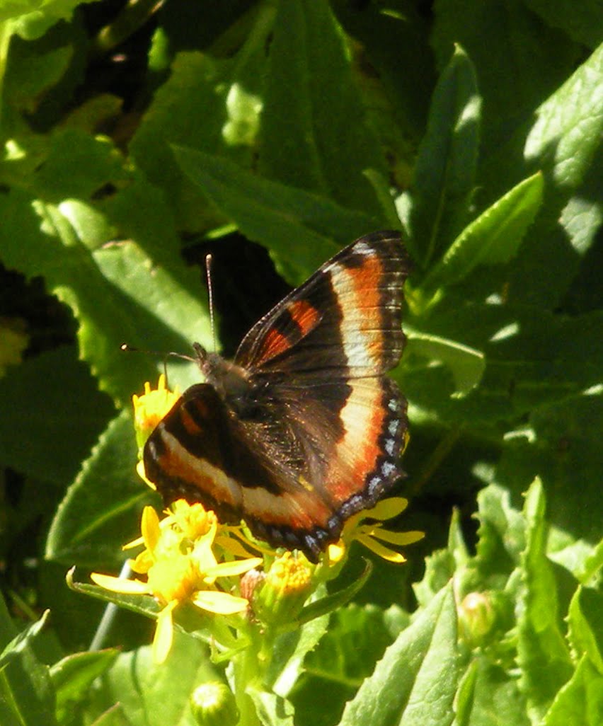 Tortoise Butterfly