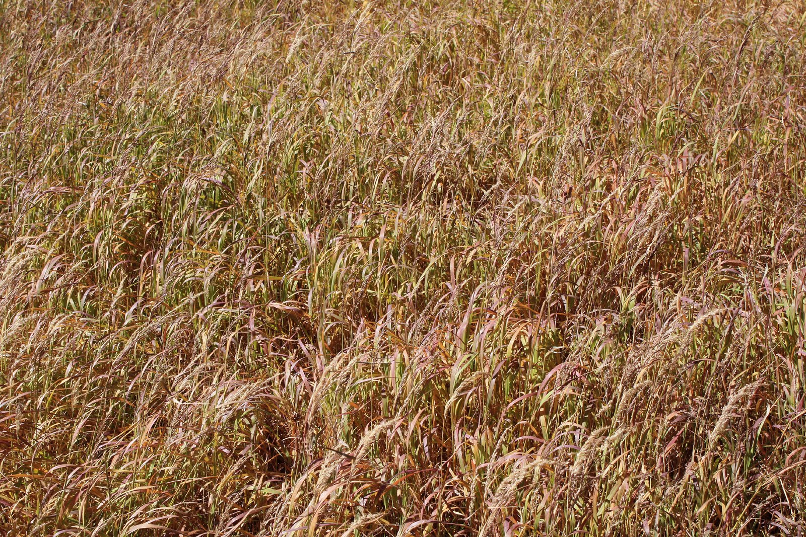 Yellowish Grass