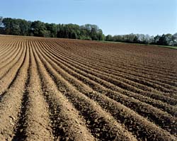 [soilfield.jpg]