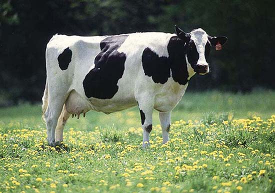 [dairy-cow.jpg]