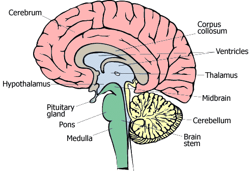 cerebellum and medulla