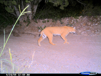 Big Bobcat Pictures