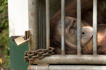 Sumatran Orangutan in care centre