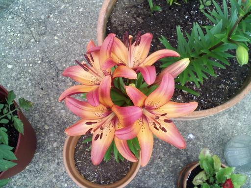 Lillies