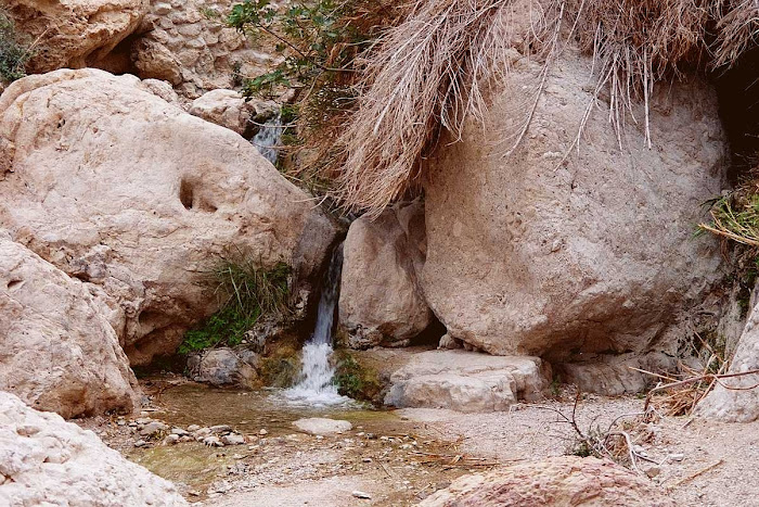 Ein Gedi