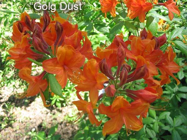 http://3.bp.blogspot.com/_UKtQBdkz7Eg/SGfHa2nW5YI/AAAAAAAACXY/0YArXGt-02E/s1600/gold-dust2.jpg