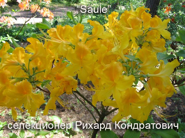 http://3.bp.blogspot.com/_UKtQBdkz7Eg/SGfXxJPBCvI/AAAAAAAACaw/wUYFlmMKZHg/s1600/saule3.jpg