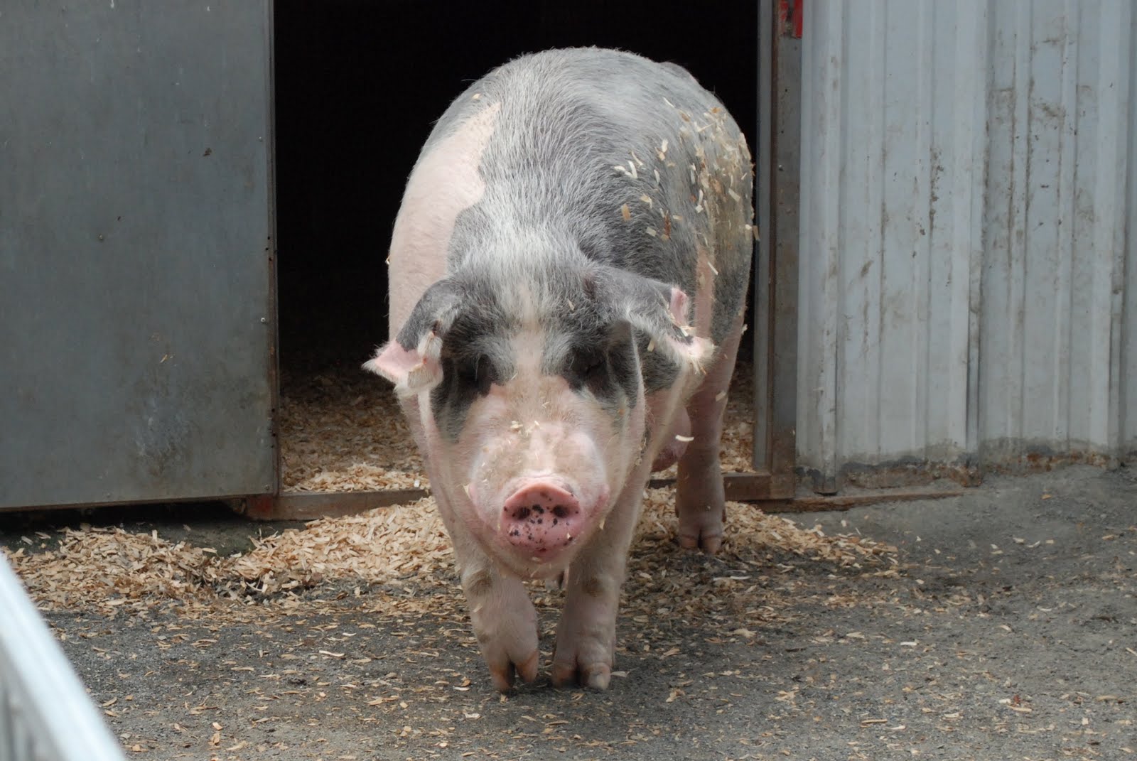 Margaret Montet Turtle Back Zoo