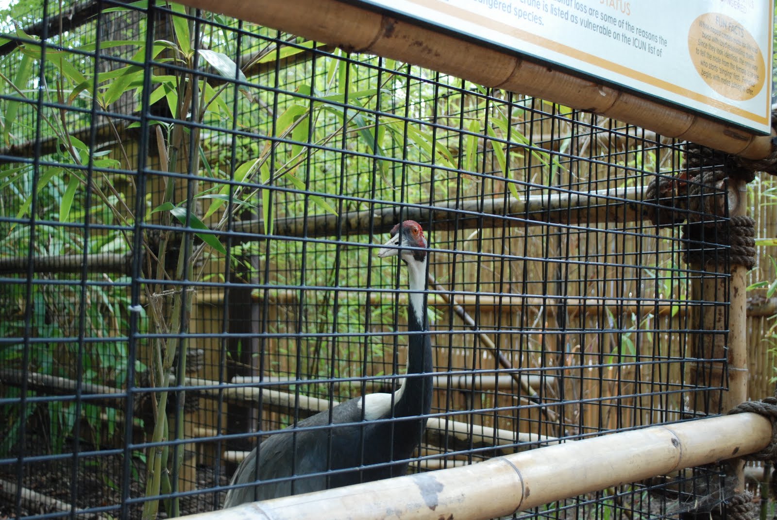 Margaret Montet Turtle Back Zoo