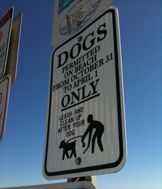 Margaret Montet Dog Friendly Cape May