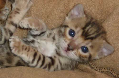 a baby kitten