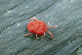chiggers chigger mites red mite bugs actual magnified bes tex texas microscopic they but heck question june week number re