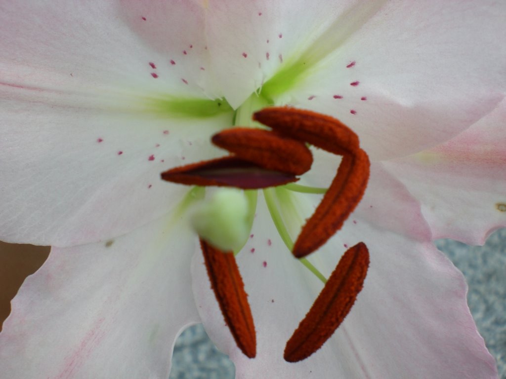 [komprimert+CIMG0151.JPG]