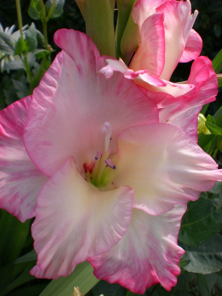 [komprimert+CIMG0647.JPG]