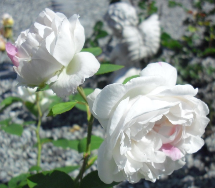 [komprimert+CIMG0666.JPG]