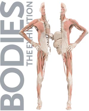 [bodies.jpg]