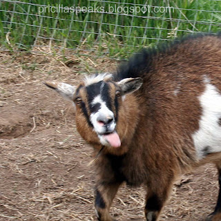 The tongue wagging the goat