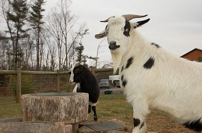[bee haven goat 8.JPG]