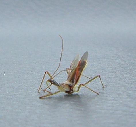 [bug on dashboard.jpg]