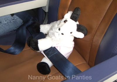 lacy the goat on plane with seat belt