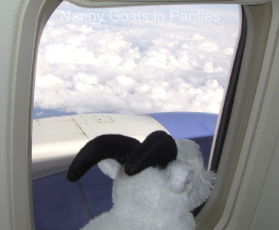 lacy looks out window on the plane