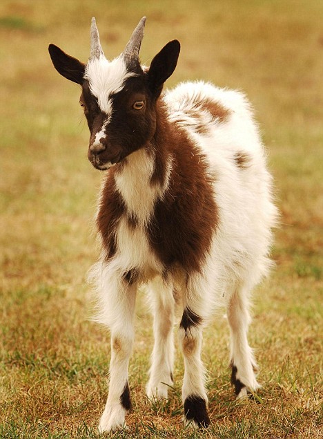 [manintogoat via C Bahm.jpg]