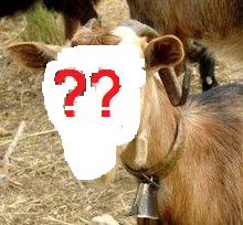 [mystery_goat1.jpg]