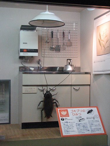 [cockroach.jpg]