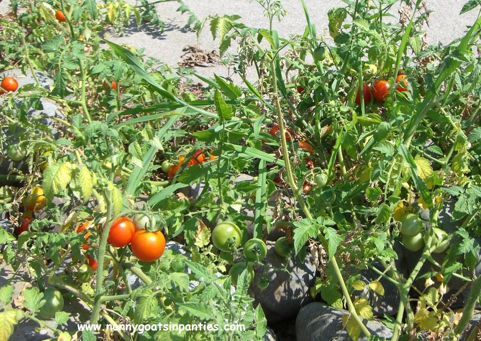 [gutter_tomatos2.jpg]