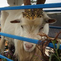 [magic_goat_armed_rob]