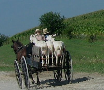 Amish Lawn Mower