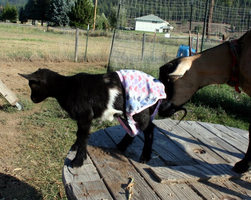 [Emily+Goat+in+Panties+NGIP4.jpg]