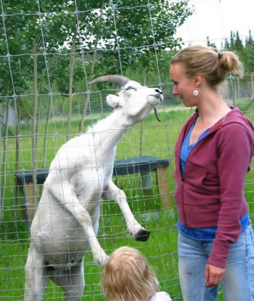 [goat+reaching+for+kiss.jpg]