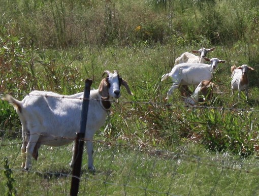[goats from Beth 1.jpg]