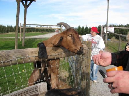 [petting zoo goat savo 1.jpg]