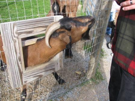 [petting zoo goat savo 2.jpg]