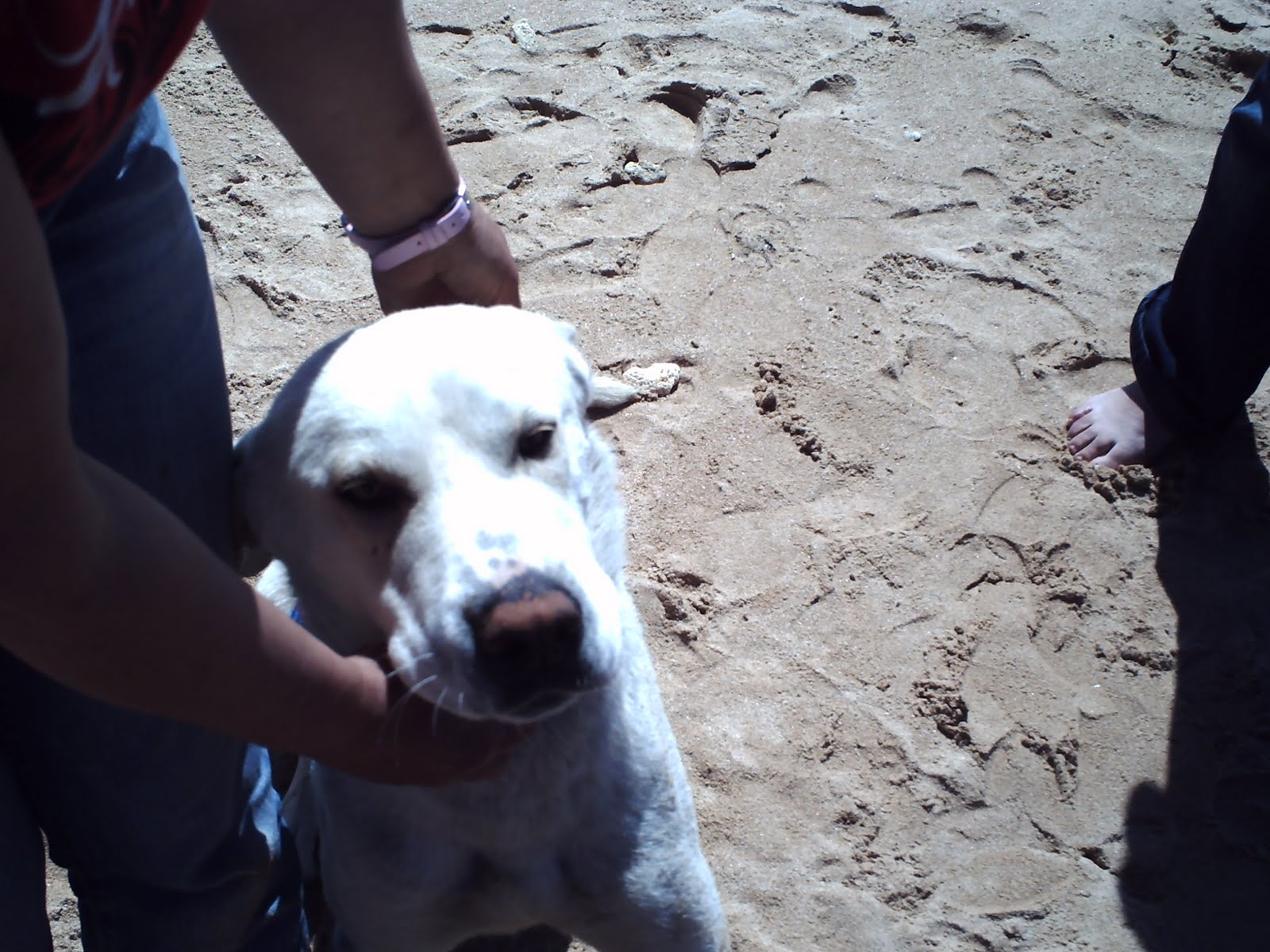 [praia+do+alemao+041.jpg]