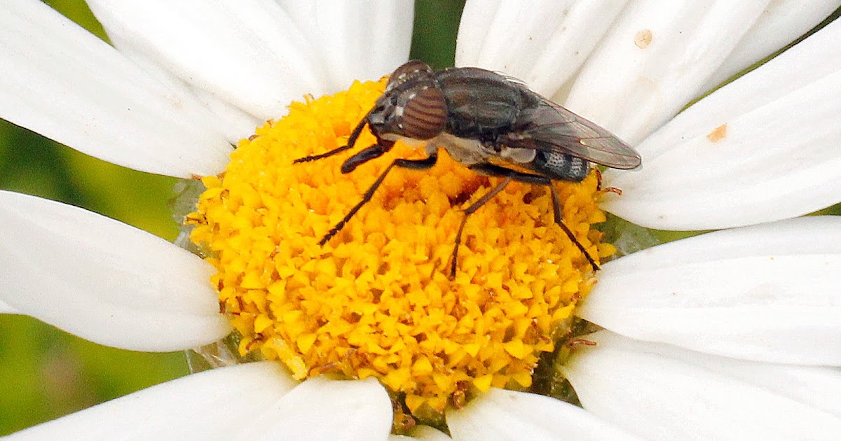Arucas fotógrafo: Insectos de la avenida del colesterol