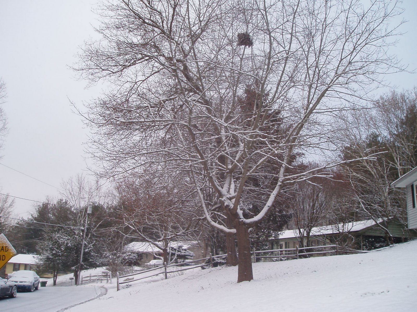 [tree.JPG]