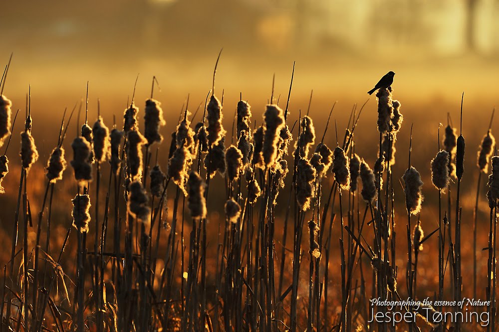 Broad Leaved Cattail