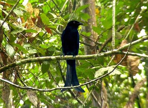 [black-drongo.jpg]