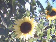 Sunny Flowers  :)