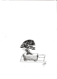 Juniperus chinensis itoigawa shohin Pedro+001
