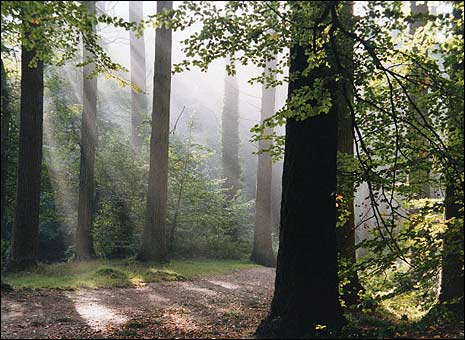 [plym_woods_coombes_465x340.jpg]