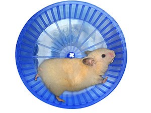 hamster-dans-une-roue-thumb3314299.jpg