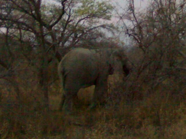 [Elephant+breaking+tree.jpg]